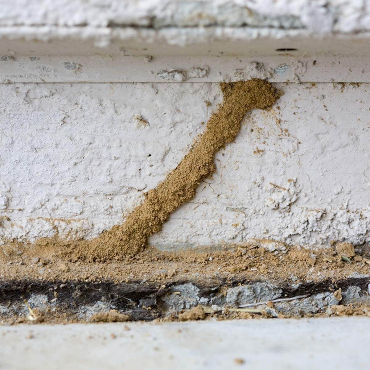 Termites termite control inspect